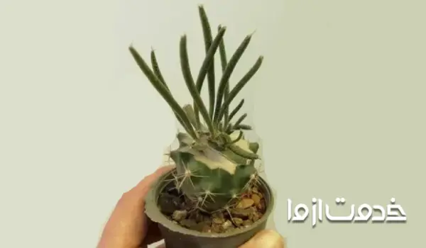 آستروفیتوم کاپوت مدوسا